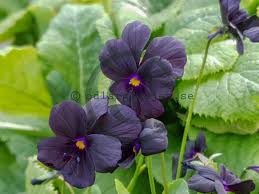 Attēlu rezultāti vaicājumam “Viola x williamsii”