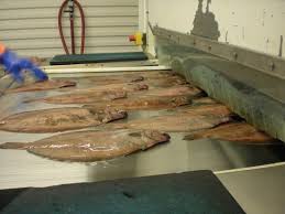 Image result for Glyptocephalus cynoglossus