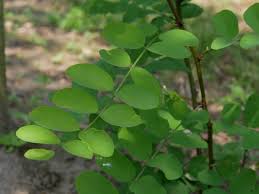 Attēlu rezultāti vaicājumam “Robinia pseudoacacia leaf”