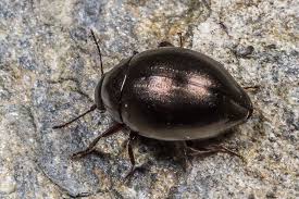 Attēlu rezultāti vaicājumam “Byrrhidae”