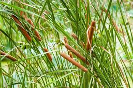 Attēlu rezultāti vaicājumam “Typha latifolia leaf”