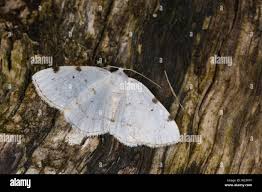 Attēlu rezultāti vaicājumam “Lomographa bimaculata”