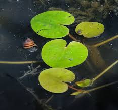 Attēlu rezultāti vaicājumam “Hydrocharis morsus-ranae leaf”