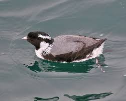 Image result for Synthliboramphus antiquus