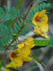 <b>Chamaecrista</b> fasciculata var.