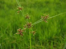 Attēlu rezultāti vaicājumam “Cyperus fuscus fruit”