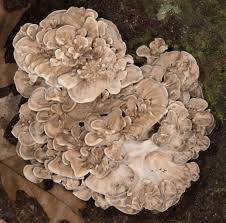 Attēlu rezultāti vaicājumam “Grifola frondosa”