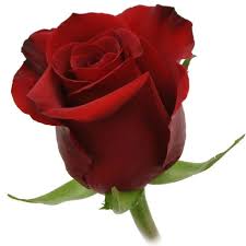 Image result for Red Rose Rifle Club