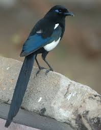 Attēlu rezultāti vaicājumam “Pica pica adult”