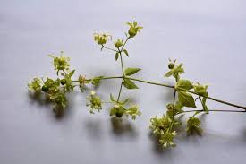 Attēlu rezultāti vaicājumam “Silene baccifera flower”