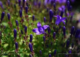 Image result for Campanula affinis