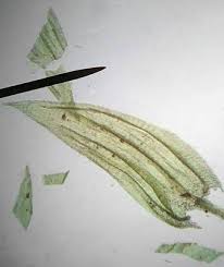 Attēlu rezultāti vaicājumam “Brachythecium salebrosum”