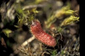 Attēlu rezultāti vaicājumam “Maculinea alcon upperside”