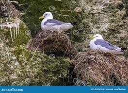 Attēlu rezultāti vaicājumam “Larus argentatus nest”