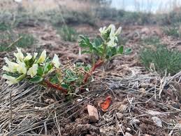 Attēlu rezultāti vaicājumam “Astragalus arenarius flower”