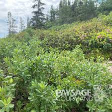 Attēlu rezultāti vaicājumam “Myrica gale fruit”