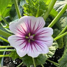 Image result for Malva sylvestris 'Zebrina'