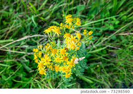 Attēlu rezultāti vaicājumam “Senecio viscosus flower”