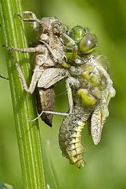 Attēlu rezultāti vaicājumam “Libellula depressa female”