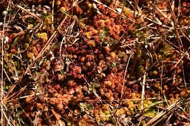 Attēlu rezultāti vaicājumam “Sphagnum magellanicum”