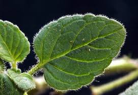 Attēlu rezultāti vaicājumam “Clinopodium vulgare leaf”