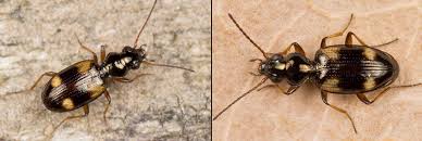 Attēlu rezultāti vaicājumam “Bembidion quadrimaculatum”