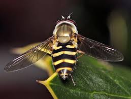 Attēlu rezultāti vaicājumam “Syrphus torvus”