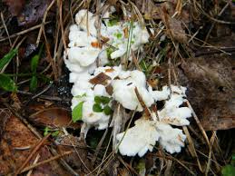 Attēlu rezultāti vaicājumam “Thelephora penicillata”