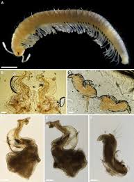 Attēlu rezultāti vaicājumam “Ommatoiulus vilnensis”