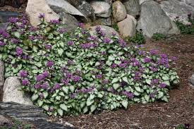 Attēlu rezultāti vaicājumam “Lamium”