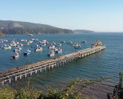 Image result for Lota lota