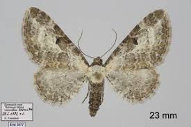 Attēlu rezultāti vaicājumam “Eupithecia succenturiata”