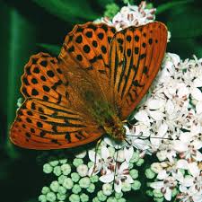 Attēlu rezultāti vaicājumam “Argynnis paphia male”