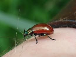 Attēlu rezultāti vaicājumam “Chrysolina staphylaea”