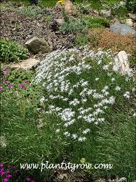 Attēlu rezultāti vaicājumam “Dianthus arenarius”