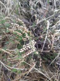 Attēlu rezultāti vaicājumam “Calluna vulgaris fruit”