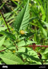 Attēlu rezultāti vaicājumam “Bidens tripartita leaf”