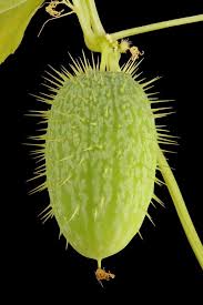 Attēlu rezultāti vaicājumam “Echinocystis lobata fruit”