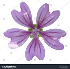 Image result for Malve