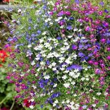 Attēlu rezultāti vaicājumam “Viola x williamsii”