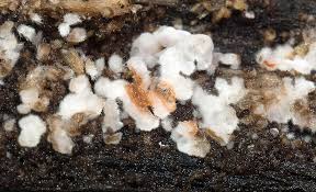 Attēlu rezultāti vaicājumam “Physisporinus sanguinolentus”