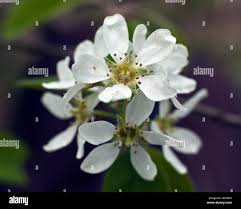 Attēlu rezultāti vaicājumam “Amelanchier spicata flower”
