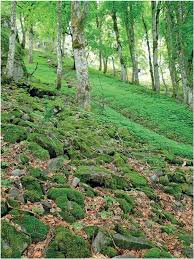 Attēlu rezultāti vaicājumam “Serpoleskea confervoides”