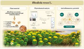 Attēlu rezultāti vaicājumam “Rhodiola rosea”