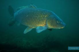 Image result for Carpiodes carpio