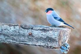 Attēlu rezultāti vaicājumam “Pyrrhula pyrrhula”