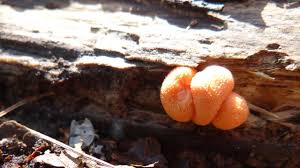 Attēlu rezultāti vaicājumam “Tubifera montana macro”