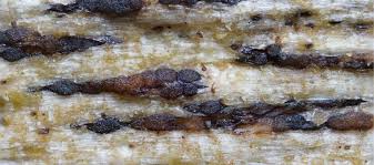 Attēlu rezultāti vaicājumam “Xylographa paralella”