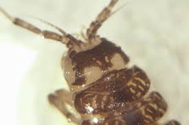 Attēlu rezultāti vaicājumam “Asellus aquaticus”