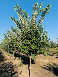 Attēlu rezultāti vaicājumam “Tilia tomentosa leaf”